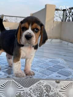 beagle Puppies Imported Parents 43 Days Vaccinated 0