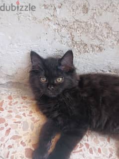 قطه شيرازي عمرها ثلاث شهور