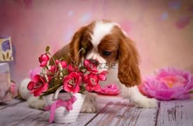 Cavalier King Charles Spaniel Dog Imported from Europe