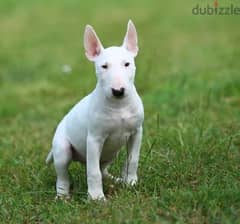 Miniature bull terrier puppy Very High Quality From Europe