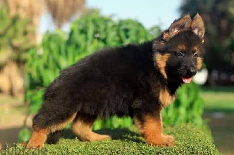 جيرمن شيبرد German shepherd puppy showline long hair pure بيور 100% ...