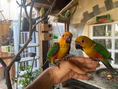 Ganaday Conure parrot for sale