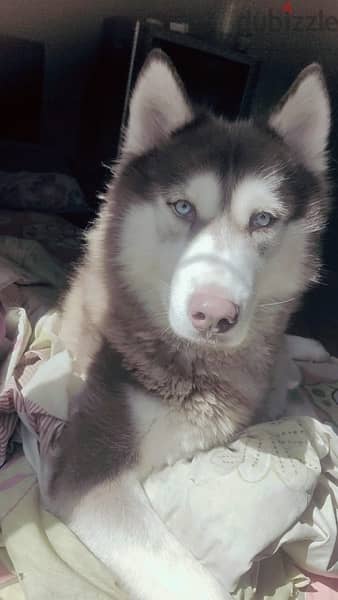 Siberian Husky Pure 1 Year old 2