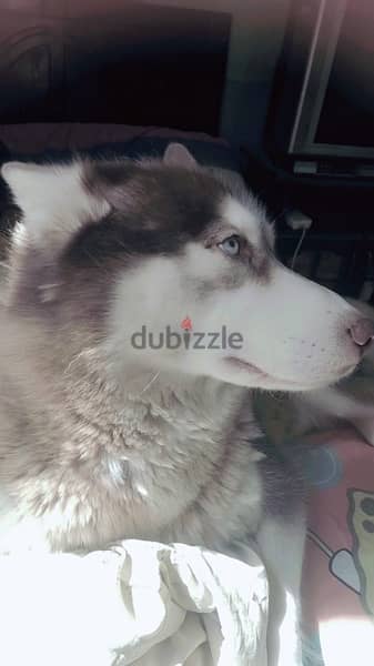 Siberian Husky Pure 1 Year old 4