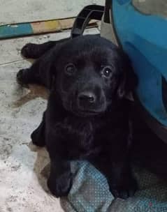 pure black Labrador puppies