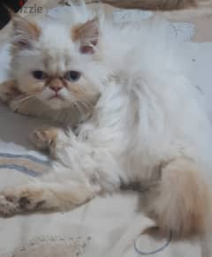 قطة بيضاء جميلة للبيع فى سيدى جابر الاسكندرية