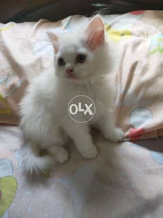قطط شيرازي وهيمالايا للبيع 0