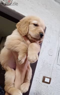 Golden retriever puppy pure