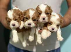 First time in Egypt, Cavalier King Charles puppies