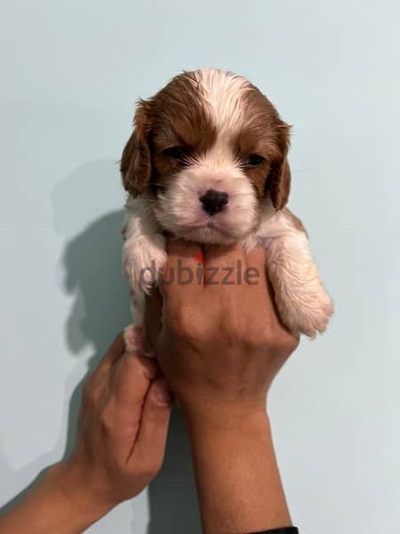 Cavalier King Charles puppies 1
