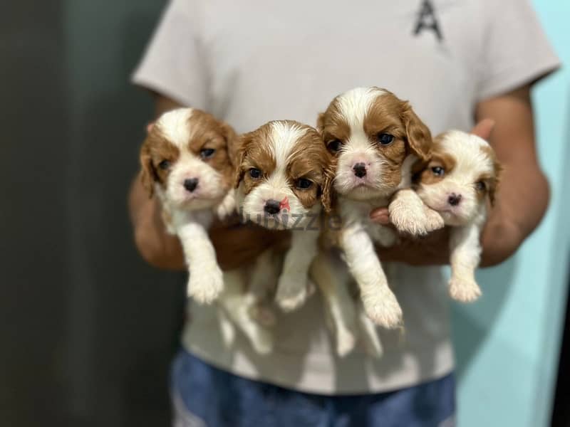 Cavalier King Charles puppies 2