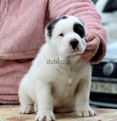 Imported alabai puppies from best kennels in Europe, FASTEST DELIVERY