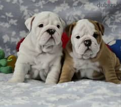 Imported English bulldog puppies from best kennels in Europe