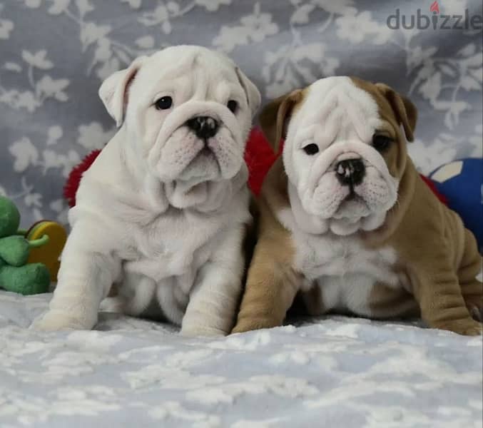 Imported English bulldog puppies from best kennels in Europe 0