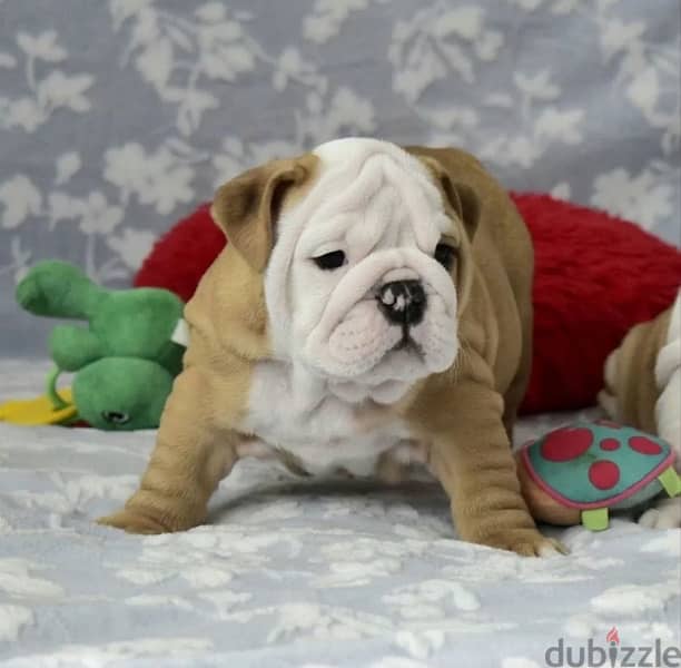 Imported English bulldog puppies from best kennels in Europe 1