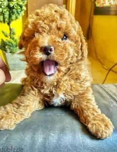 male poodle 50 days