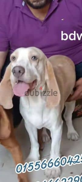 Beagle male ذكر بيجل بسعر لقطه عيون ملونه