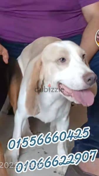 Beagle male ذكر بيجل بسعر لقطه عيون ملونه 1