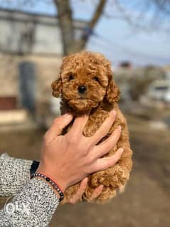Arrived To Egypt Toy Poodle Male 2 Months Full Documents 0