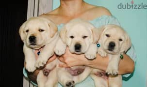Labrador boys puppies From Russia