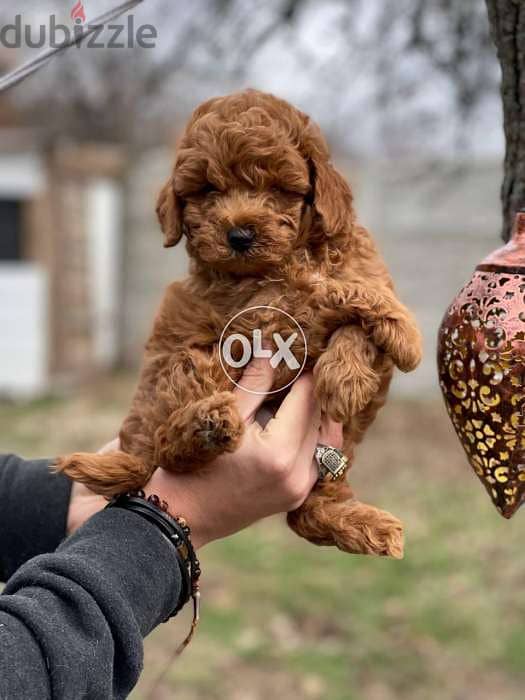 Toy poodle 2025 for sale olx