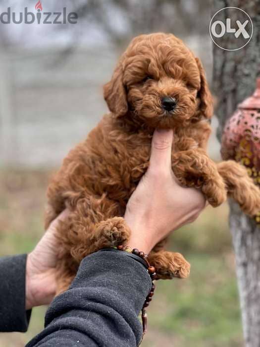 Toy Poodle  puppies 1