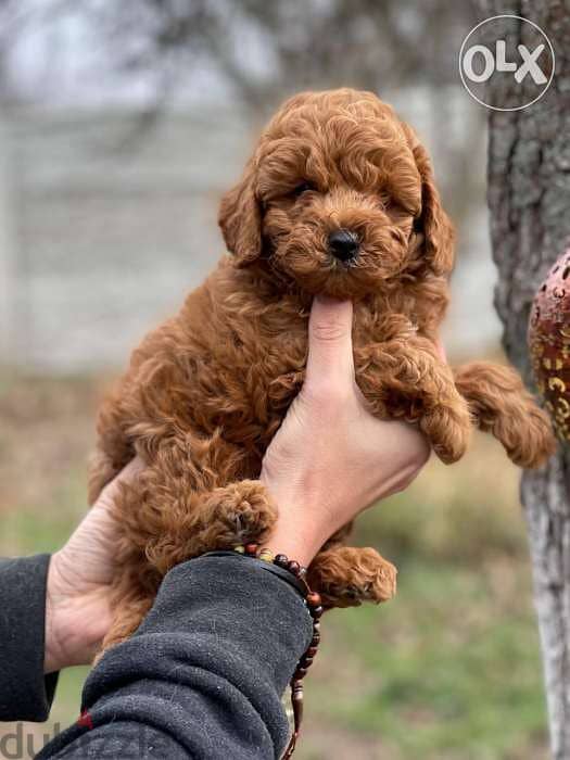 Toy Poodle  puppies 3