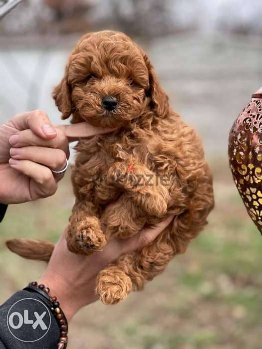 Toy Poodle  puppies 4