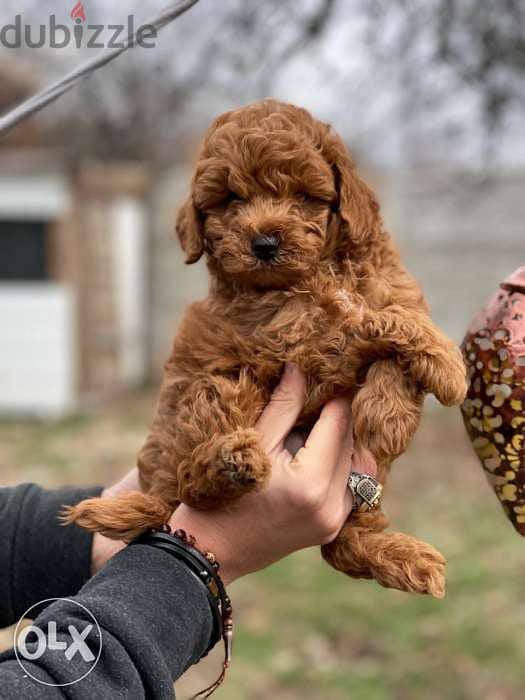 Toy Poodle  puppies 5