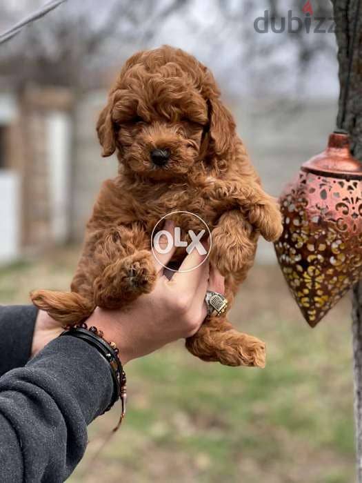 Toy Poodle  puppies 6