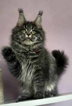 Maine Coon Gorgeous Female From Russia