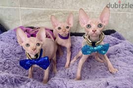 Canadian Sphynx Cream Kittens Males From Russia 0