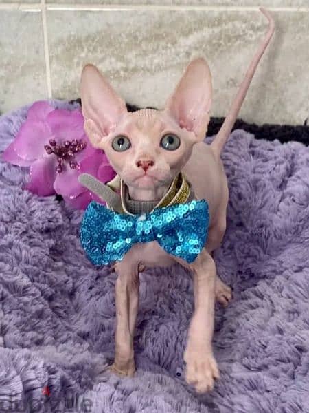 Canadian Sphynx Cream Kittens Males From Russia 1