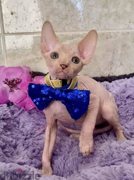 Canadian Sphynx Cream Kittens Males From Russia 2
