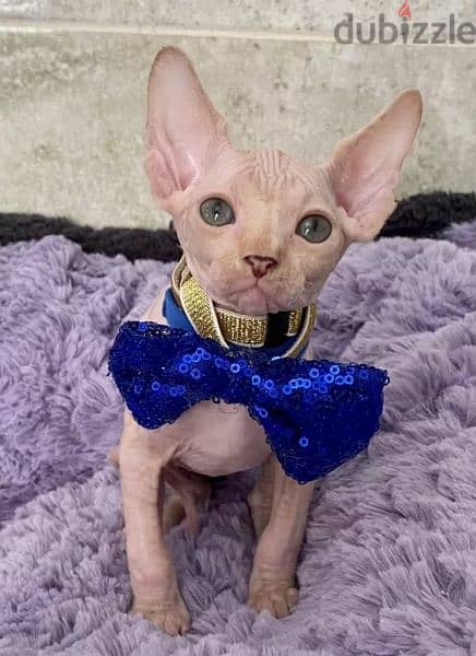 Canadian Sphynx Cream Kittens Males From Russia 3