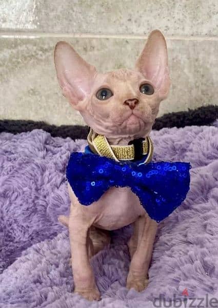 Canadian Sphynx Cream Kittens Males From Russia 4