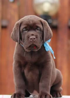 Beautiful Labrador Boys Puppies From Russia