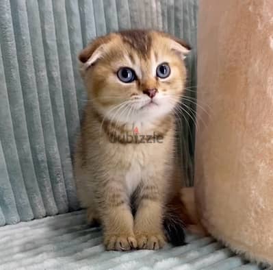 Scottish fold gold سكوتش فولد جولد