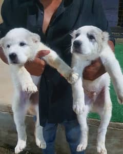 premium quality Alabai puppies , imported parents , limited number