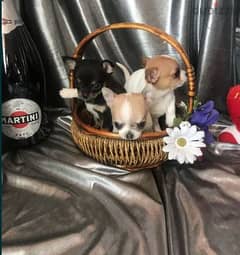 chihuahua puppies With All Documents Available Males and Females . . . . .
