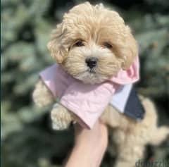 Caramel Maltipoo Dog - Vaccinated - Super Quality - From Europe . . . . . .