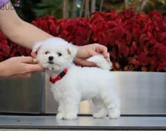 Mini Bichons Dog Champion Bloodline - Imported From Europe Top Quality