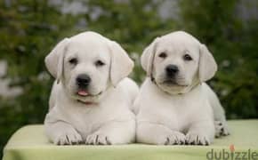 Labrador puppies female From Russia