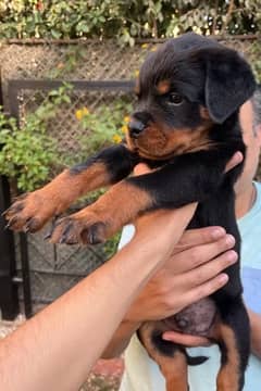rottwiler puppies are available | كلاب روت وايلر