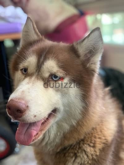 Siberian Husky Pure 1 Year old