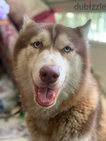 Siberian Husky Pure 1 Year old 1