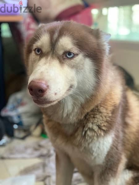 Siberian Husky Pure 1 Year old 3