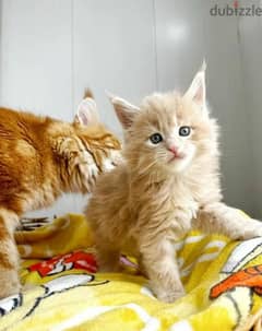 Special Maine Coon kitten girl From Russia 0