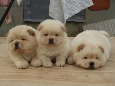 احلى دباديب تشاو اتشاو اعلى مستوى شاو chow chow puppies