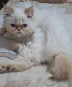 قطة هيمالايا جميلة للبيع فى سيدى جابر الاسكندرية